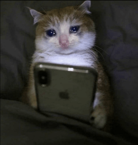 Snowy Cat ready to chat first