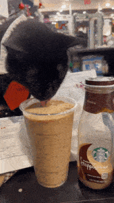 Snowy Cat enjoying coffee